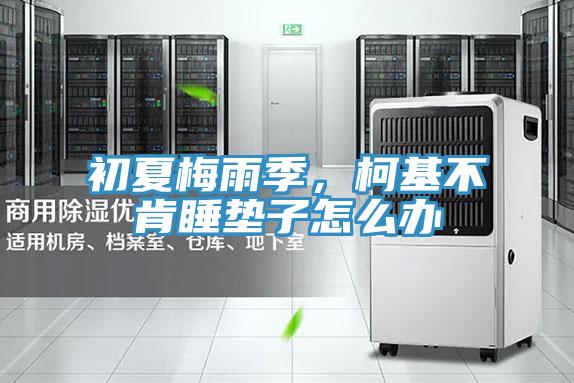 初夏梅雨季，柯基不肯睡墊子怎么辦