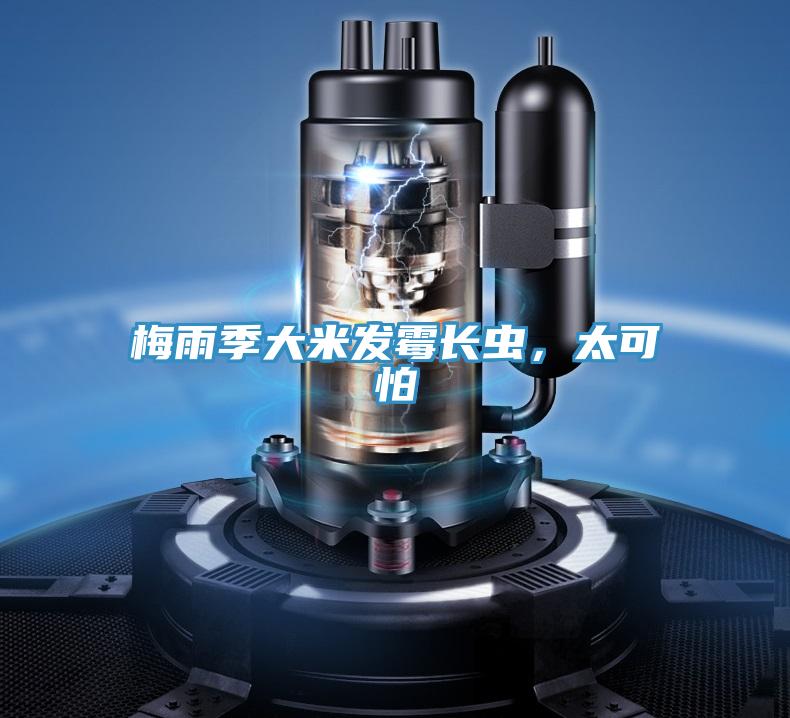 梅雨季大米發霉長蟲，太可怕